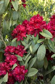 Plants Henrys Red Rhododendron Monrovia Henrys Red Rhododendron In 2020 Rhododendron Plant Plants Rhododendron
