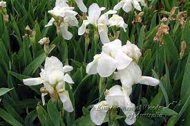 The fruits in perfumery yield their aromas from their rinds. Iris Germanica Var Florentina Orris Source Of Orris Root Also Medicinal Used For Beads Dye Both Blue And Bla Orris Root Edible Landscaping Nature Plants
