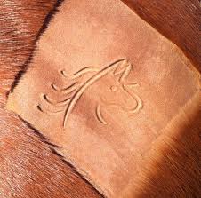 The actual branding irons for freeze brands are made of brass, keeping the cold from the liquid nitrogen, and transferring the cold better than traditional iron branding irons. Freeze Branding And Microchipping Brindabella Equine Mobile Veterinary Service