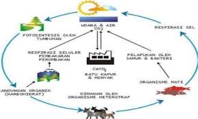 Keistimewaan karbon yang unik adalah kecenderungannya secara alamiah untuk mengikat dirinya sendiri dalam. Makalah Siklus Karbon Makalah Karbon Sama Halnya Seperti Siklus Sulfur Siklus Oksigen Siklus Nitrogen Siklus Air Dan Siklus Fosfor Siklus Karbon Juga 2