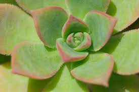 If you have or love chickens, you'll flock to these coops, themed accessories, artwork and more. Hen And Chicks Cactus Plants Lovetoknow