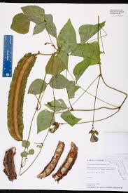 Image result for Psophocarpus grandiflorus