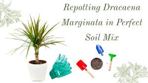 Dracaena fragrans grows outdoors in usda zones 10 and 11. Repotting Dracaena Marginata In Perfect Soil Mix Youtube