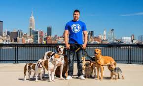 How To Become Your Dog's Pack Leader | Petpact.com