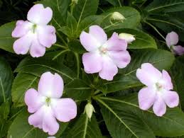 Image result for Impatiens sylvicola