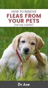 Diatomaceous Earth For Fleas On Your Pets Carpet And Beyond Dr Axe Flea Treatment For Puppies Flea Shampoo For Dogs Fleas On Puppies
