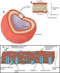 Intro To Electrophysiology