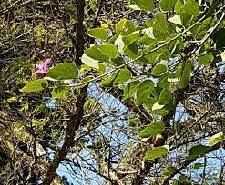 Image result for Coptosperma rhodesiacum