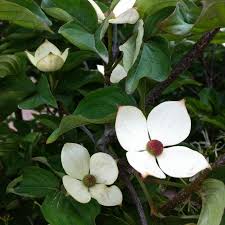 Image result for Cornus volkensii