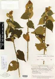 Image result for Wissadula