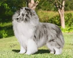 Look here to find a shetland sheepdog breeder close to youohio who may have puppies for sale or a male dog available for stud service. Sketch Sheltie Dogs Sheltie Puppy Collie Dog