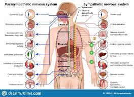 Illustration About Sympathetic And Parasympathetic Nervous System 3d Medical Illustrati In 2020 Peripheral Nervous System Parasympathetic Nervous System Nervous System