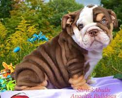 Any english bulldog owner or lover will agree, bulldogs are little tanks! Pin On Canine