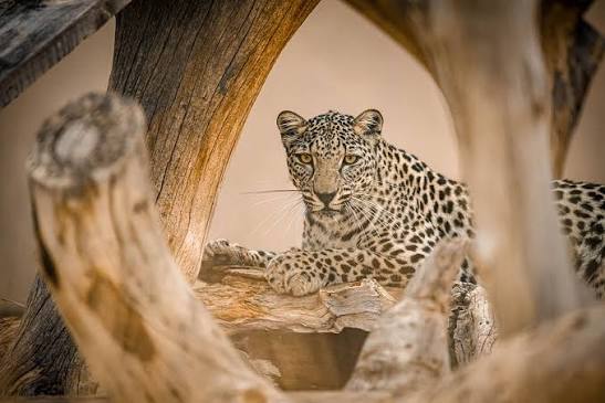 Saudi Arabia: Arabian Leopard | Smithsonian Institution