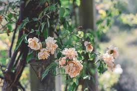 Maybe you would like to learn more about one of these? Easiest Flowers And Plants To Grow In The Texas Heat Green Earth Services Of Tx