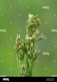Image result for Fimbristylis complanata