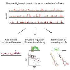 Plant cells firm regular shape. Pervasive Regulatory Functions Of Mrna Structure Revealed By High Resolution Shape Probing Cell