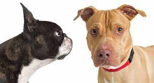 Maybe you would like to learn more about one of these? Boston Terrier Pitbull Mix Everything You Need To Know