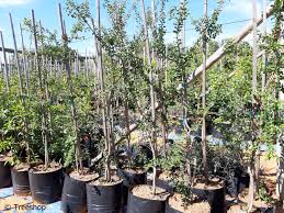 Image result for Galpinia transvaalica