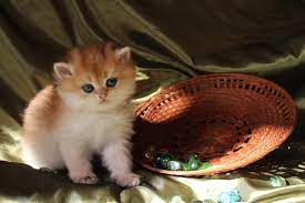 We did not find results for: British Longhair Kitten Beauty Golden Zosia 1067 Sunray