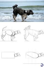 Comment Dessiner Un Chien Dessin Chien Comment Dessiner Un Chien Dessin De Chien