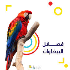 We did not find results for: Delly Vetclinic Ø³Ù„Ø³Ù„ØªÙ†Ø§ Ø§Ù„ØªØ¹Ø±ÙŠÙÙŠØ© Ø§Ù„ÙŠÙˆÙ… ØªØ®Øµ Ø§Ù„Ø·Ø§Ø¦Ø± Facebook