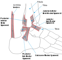 Band Anatomie Wikipedia