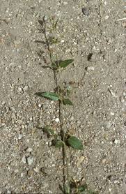 Image result for Boerhavia repens