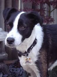Black And White Border Collie Pointer Mix Help Which Breeds Do You See In My Dog Dogs Answers Terrier Mix Unique Dog Breeds Dogs