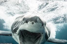 The great white sharks depicted in these photos were encountered at guadalupe island, mexico, although recent scientific evidence suggests that the. Terrifying Moment Huge Great White Shark Charges At An Underwater Photographer In Australia Daily Mail Online