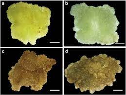 If a bit of tissue from a medicinally impor­tant plant is grown in vitro and produced callus culture, then secondary metabolites or drug can be directly. Callus Culture Development Of Two Varieties Of Tagetes Erecta And Carotenoid Production
