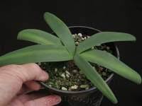 Image result for Ammocharis coranica