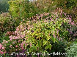 Image result for Persicaria