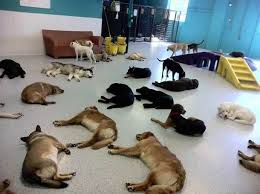 Quickly access services from 9 animal hospitals near you! Pin By Nykole Cleaves On Dog Shop Dog Daycare Dog Enrichment Doggy