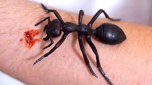 In addition to being one of the largest ants in the world (28 mm long or; Giant Ant Bite Youtube
