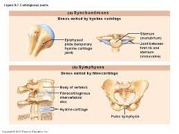 Joints Figure 8 1 Fibrous Joints A Suture