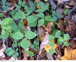 Image result for Amphicarpaea