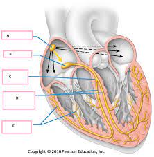 Pin On Conduction System Of The Heart