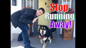 The key to running with a dog is to train him or her to trot by your side at your desired pace. How To Stop Your Dog From Running Out Of The Front Door Stay While Distracted Youtube