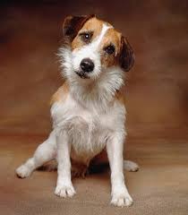 Favorite Eddie moment? 🐶👮‍♀️