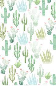 Tender pink cactus flowers show the magnificence that a passing rain cloud can compel. I Frickin Love Cacti Iphone Wallpaper Green Pretty Wallpapers Summer Wallpaper