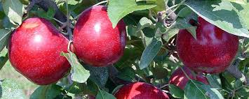 Maybe you would like to learn more about one of these? The Best Fruit Tree Varieties For Organic Growing Stark Bro S