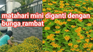 Check spelling or type a new query. Merawat Tanaman Pentas Lanceolata Youtube