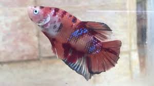 Jutaan iklan cupang terbaru ditayangkan setiap harinya di olx murah dengan harga terbaik. Repoi Betta Ikan Cupang Giant Nemo Emerald 2 Youtube