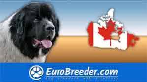 Above you will find some of the mudi puppies which we had for sale. Canada Dog Breeders And Kennels Eurobreeder Com