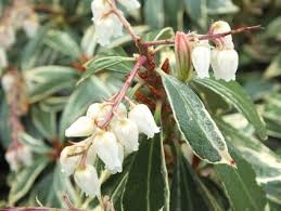Image result for Pieris japonský debutante obrázek
