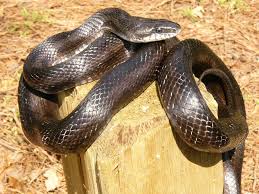 Brown water snakes are found in lower coastal regions from southeastern virginia, through north carolina, south carolina, and georgia, to northern and western florida (gulf coast), then west through missouri, alabama, and mississippi, to louisiana. Snakes In The Woods Look But Don T Touch The Dahlonega Nugget Dahlonega Ga