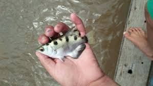 A small fish , of the east indies; About The Unique Chopsticks Archer Fish Steemit