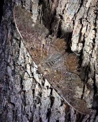 Image result for Tridactyle virgula