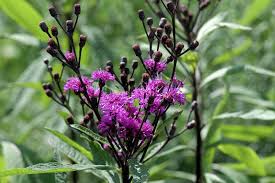 Giant Ironweed (Vernonia gigantea) | Native Plants of Georgia | Cottage  Garden Natives | Cottage Garden Natives